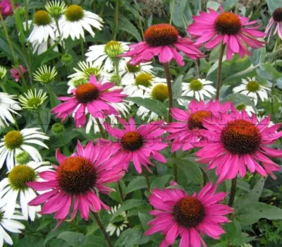 Эхинацея пурпурная (Echinacea purpurea), группа Lustre Hybrids.
