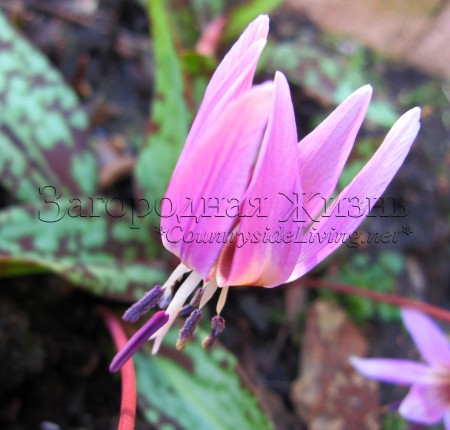 Кандык (эритрониум) в саду, февраль. Весенние первоцветы (Erythronium dens-canis)