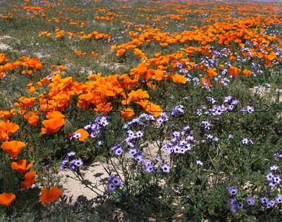 Эшшольция (эшольция, мак калифорнийский) и аистник цветут в пустыне весной