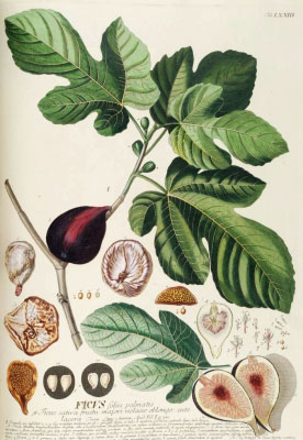 Инжир, ботаническая иллюстрация. Зрелый плод - бреба и маленькие плоды основного урожая