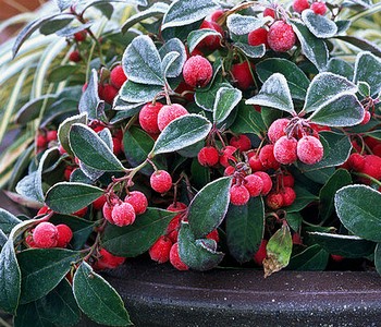 Гаультерия (пернеттия) -- рождественские ягоды. Гаультерия лежачая прокумбенс, винтергрин