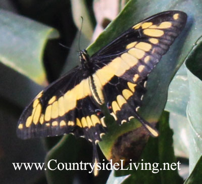 Парусник тоас - дневная бабочка из семейства Парусники (Papilio thoas, King Swallowtail)