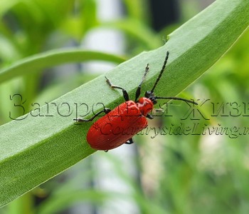 Взрослый красный жук пожарник (лилейная трещалка) - опасный вредитель садов лилий. Бороться с лилейником можно только методом ручного сбора