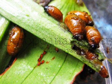 Личинки красного жука пожарника (лилейной трещалки) едят листья лилий и рябчиков