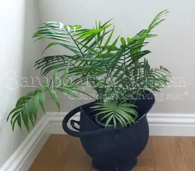 Хамедорея элеганс (комнатная пальма, домашняя пальма). Комнатный цветок хамедорея изящная. Уход, выращивание, пересадка, размножение, фото, видео.