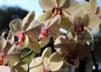 Цветущий фаленопсис - одна из самых красивых и легких в уходе орхидей