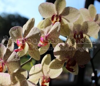 Цветущий фаленопсис - одна из самых красивых и легких в уходе орхидей