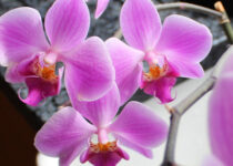 Орхидеи в домашних условиях. Корни, удобрения, полив, листья, пересадка, вредители орхидей. Орхидея домашняя