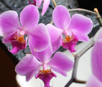 Орхидеи в домашних условиях. Корни, удобрения, полив, листья, пересадка, вредители орхидей. Орхидея домашняя