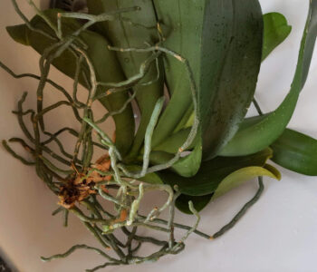 Орхидея фаленопсис (ночная бабочка). Пересадка