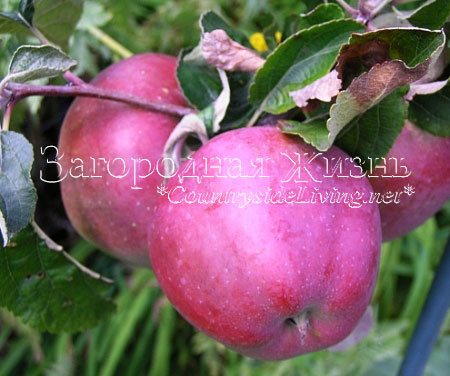 Яблоня в нашем саду. Помогите определить сорт яблок по фото и описанию