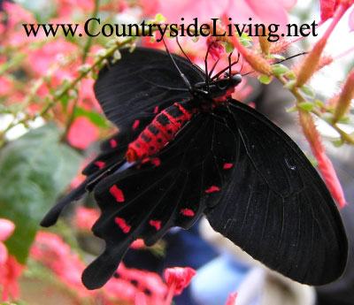 Филиппинская бабочка Pink Rose из семейства Парусников (Pachliopta kotzebuea)
