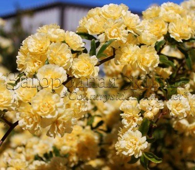 Роза Леди Бэнкс Лютеа желтая (Rosa banksiae 'Lutea')
