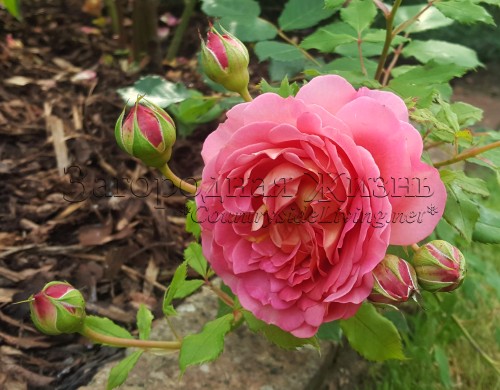 Английская роза Jubilee Celebration в моем саду, Дэвид Остин