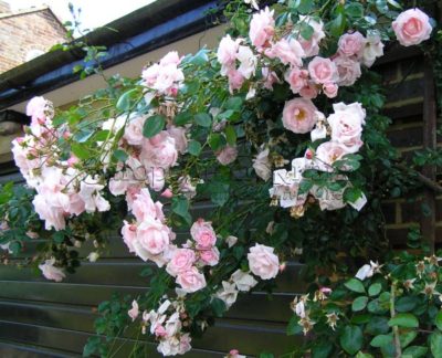 Плетистая роза Нью Доун (Нью Даун, New Dawn, Новый рассвет) клайминг. Роза непрерывного цветения.