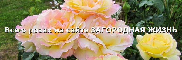 Розы: фото, описание, сорта, отзывы. Садовые розы на сайте ЗАГОРОДНАЯ ЖИЗНЬ