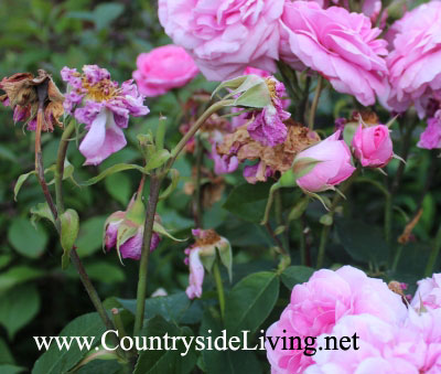 Уход за розами в саду. Обрезка увядших цветов и укорачивание старых побегов