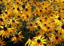Рудбекия блестящая (Rudbeckia fulgida var. sullivantii 'Goldsturm' & Rudbeckia deamii).
