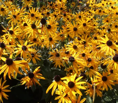Фото: Рудбекия блестящая. Рудбекия блестящая (Rudbeckia fulgida var. sullivantii 'Goldsturm' & Rudbeckia deamii).