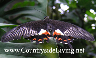 Бабочка Парусник Румянцева (Красный мормон, Papilio rumanzovia, Scarlet Swallowtail)