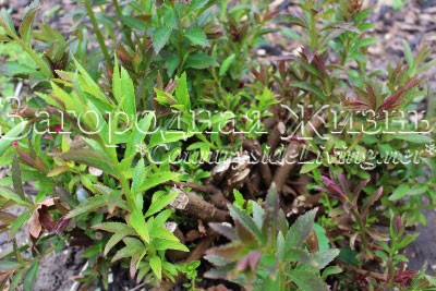Спирея японская Широбана (Spiraea japonica Shirobana) после омолаживающей обрезки