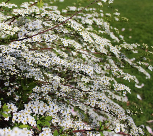 Белая спирея Тунберга аргута (Spiraea thunbergii x arguta), цветение. Спирея Грефшейм весной.