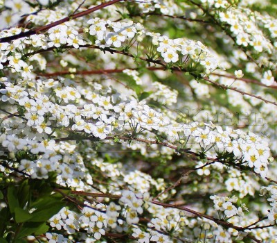 Спирея серая Грефшейм с белыми цветами в нашем саду весной. 