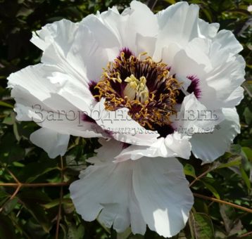 Древовидный пион рока (Paeonia rockii) в моем саду