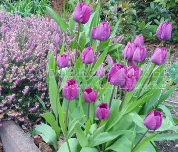 Тюльпаны в саду в композициях с другими растениями. Тюльпаны сорта Negrita и цветущий вереск Эрика в нашем саду. Апрель.