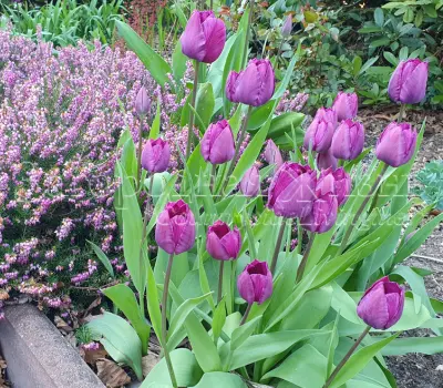 Тюльпаны в саду в композициях с другими растениями. Тюльпаны сорта Negrita и цветущий вереск Эрика в нашем саду. Апрель.