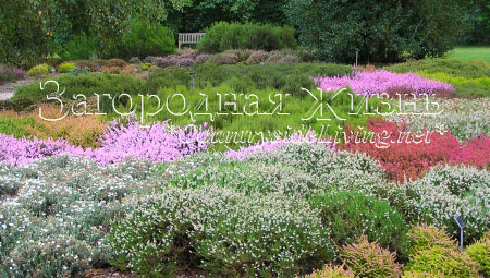 Вересковый сад (сад вересков) в ботаническом саду Уизли (ю. Англия). Сентябрь
