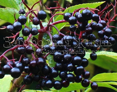 Бузина черная. Лечебные свойства ягод и цветов черной бузины