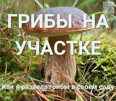 Грибы на участке. Выращивание грибов. Как "поселить" и вырасти лесные грибы в своем саду. Козлята и белые грибы на участке. И мой рецепт супа из козлят и белых грибов из нашего сада.