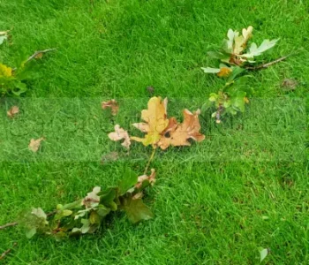 Газон осенью. Нужно ли убирать листву, осеннее удобрение газона, уход, подготовка к зиме.