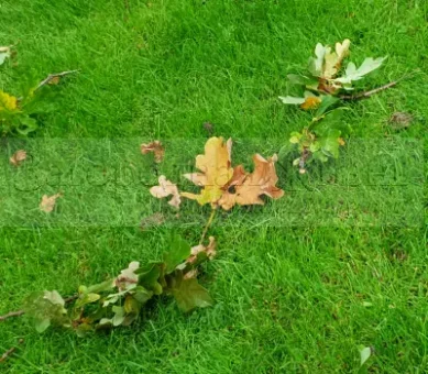 Газон осенью. Нужно ли убирать листву, осеннее удобрение газона, уход, подготовка к зиме.