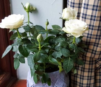 Домашняя роза в горшке. Уход за комнатной мини-розой