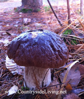 Белый гриб. Сбор грибов в Англии