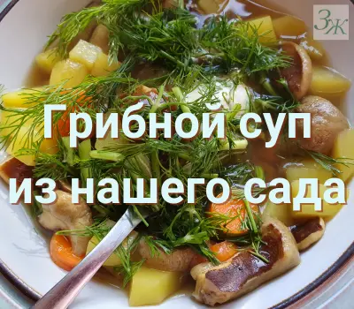 Грибной суп из грибов, собранных на нашем участке. Белые грибы на участке. Выращивание грибов на участке.