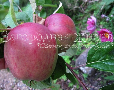 Яблоня в нашем саду. Помогите определить сорт яблок по фото и описанию