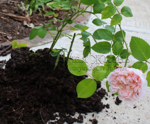 Фото. Черенки роз. Успешное черенкование роз, как вырастить розу из черенка. Цветущий черенок английской розы St. Swithun. 