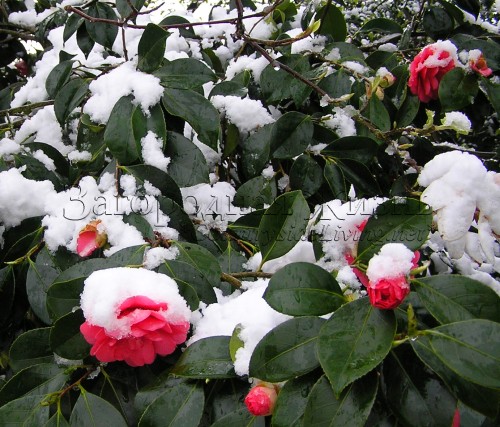 Зимнецветущая камелия у соседей. Январь, цветение под снегом