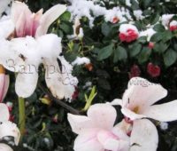 Цветы в снегу. Магнолия и камелия цветут в моем саду, март
