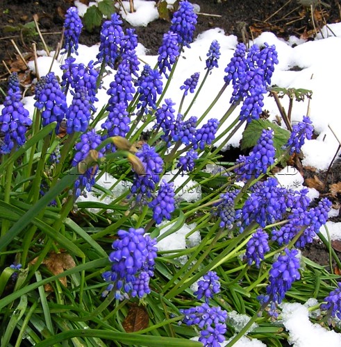 Цветы в снегу. Мускари в моем саду, февраль