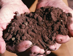 Плодородие почвы на участке. Как повысить плодородие земли в саду и на огороде. Как улучшить грунт