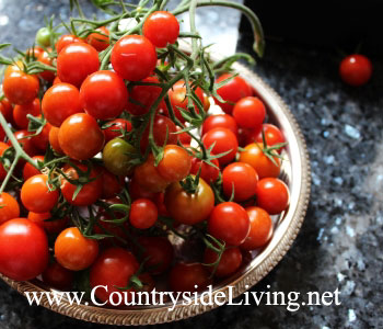 Черри помидоры (томаты) красные Супер Свит 100 (Super Sweet 100)