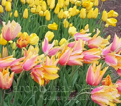 Тюльпаны в саду в композициях с другими растениями. Тюльпаны сорта Flaming Memory в ботаническом саду Уизли (RHS Garden Wisley).