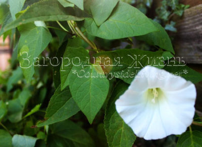 Вьюнок полевой (Convolvulus arvensis). Красивый, но злостный сорняк