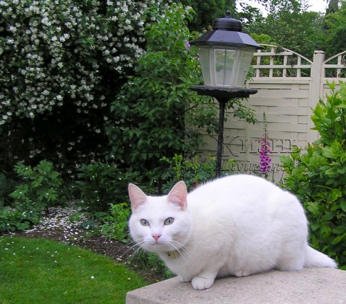 Кошка на даче и в загородном доме