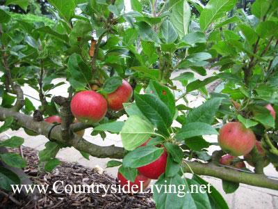 Фруктовый сад на шпалерах, плодовые деревья на опорах. Яблоня на горизонтальном кордоне