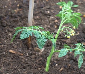 Размножение томатов пасынками. Черенки из пасынков укореняются очень быстро и молодые растения скоро зацветают